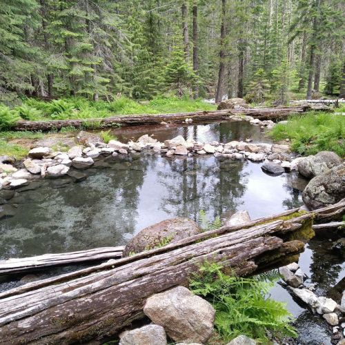A serene forest scene featuring a small pond surrounded by rocks, logs, and lush greenery.
