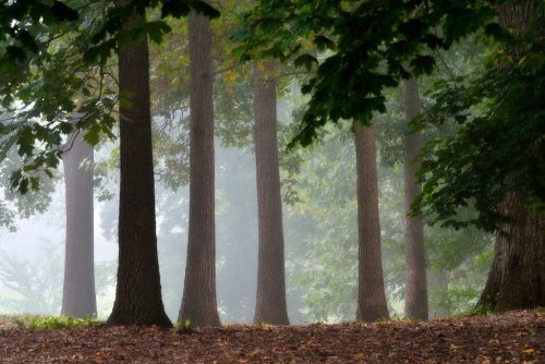 A misty forest scene with tall trees and a soft, foggy atmosphere, creating a serene and tranquil environment.