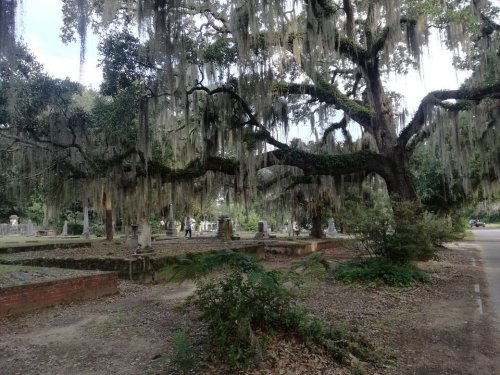 A serene cemetery scene with moss-covered trees and gravestones, surrounded by lush greenery.