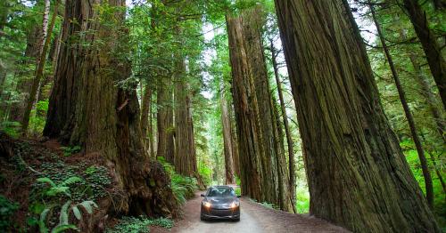 A car drives through a narrow road surrounded by towering redwood trees in a lush forest.