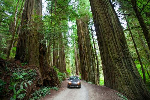 A car drives along a narrow dirt road surrounded by towering redwood trees in a lush forest.