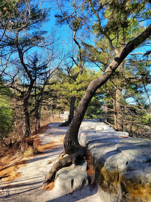 A winding path through trees on a rocky ledge, with clear blue skies above and sunlight filtering through the branches.