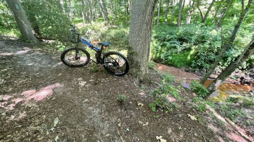 A bike rests against a tree near a creek, surrounded by lush greenery and forest floor leaves.