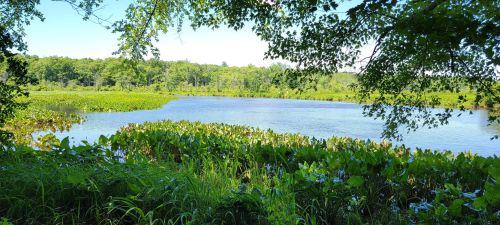 A serene lake surrounded by lush greenery and water lilies under a clear blue sky.