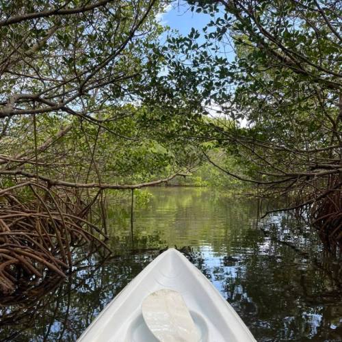A kayak glides through a serene mangrove tunnel, surrounded by lush greenery and calm water.