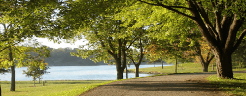 A serene park scene with a winding path lined by trees, leading to a calm lake under a clear sky.