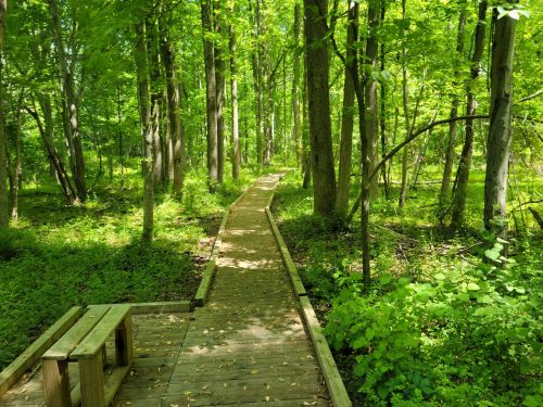 A wooden boardwalk winding through a lush green forest with tall trees and vibrant foliage.
