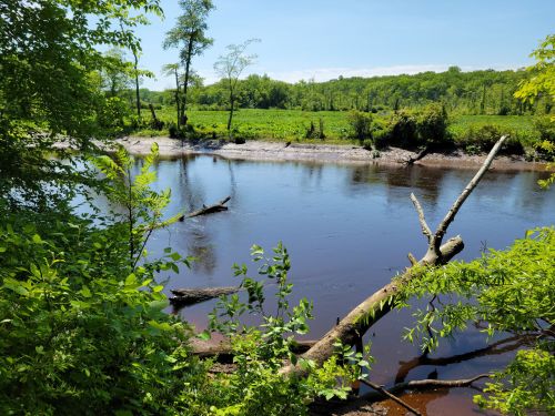 A serene river scene with green foliage, fallen trees, and calm water under a clear blue sky.