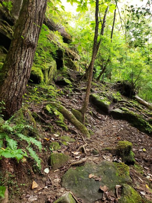 A lush, green forest path with moss-covered rocks and trees, leading up a rocky slope.