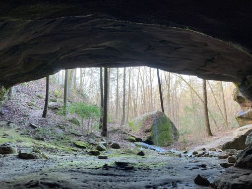 View from inside a cave, showing a forested landscape with trees and rocks illuminated by soft natural light.