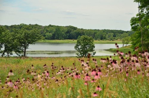 A serene landscape featuring a lake surrounded by trees and wildflowers in the foreground under a cloudy sky.