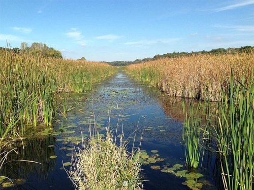 A serene waterway surrounded by tall grasses and reeds under a clear blue sky.