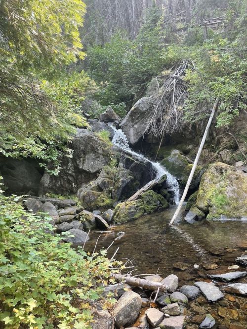 A serene forest scene featuring a small waterfall cascading over rocks, surrounded by lush greenery and trees.