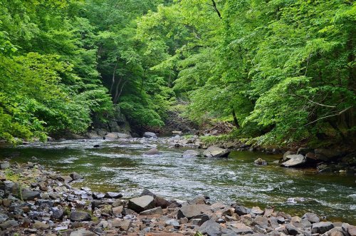 A serene river flows through a lush green forest, surrounded by rocks and trees.