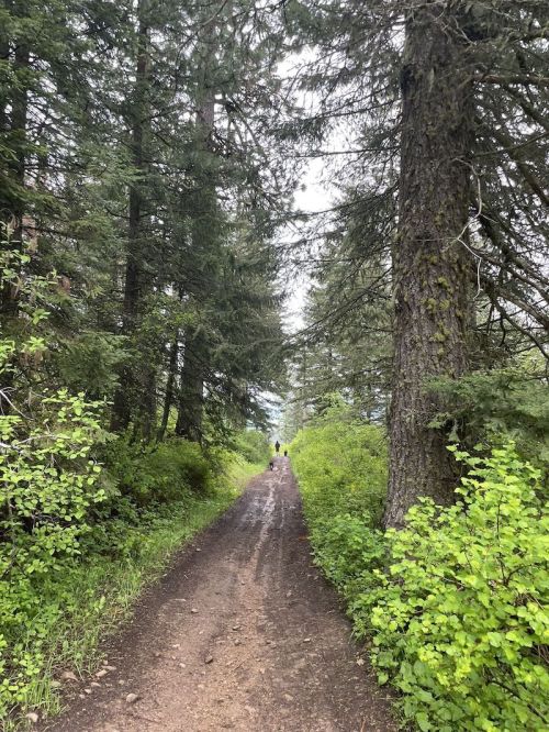 A narrow dirt path winds through tall trees and lush greenery, with a person walking in the distance.
