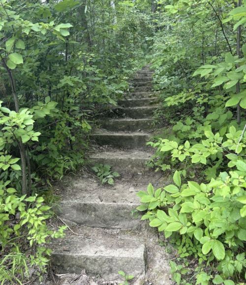 A stone staircase leads through a lush green forest, surrounded by dense foliage and trees.