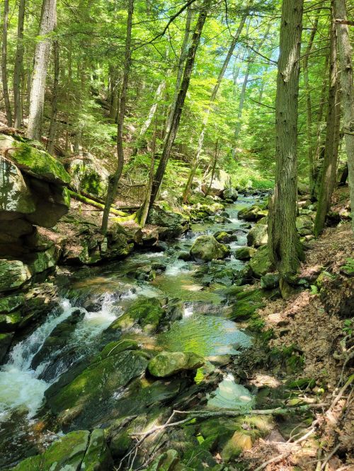 A serene forest scene featuring a flowing creek surrounded by lush green trees and moss-covered rocks.