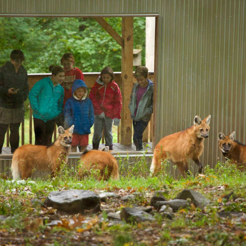 A group of people watches two foxes outside a building in a natural setting.