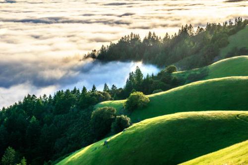 Lush green hills rise above a sea of fog, with trees silhouetted against a soft, cloudy backdrop.
