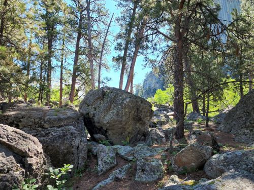 A rocky forest scene with tall trees and sunlight filtering through, creating a serene natural atmosphere.