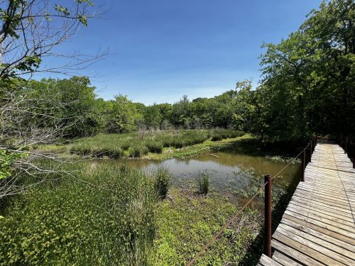 A wooden boardwalk leads through lush greenery to a serene pond surrounded by tall grasses and trees under a clear blue sky.