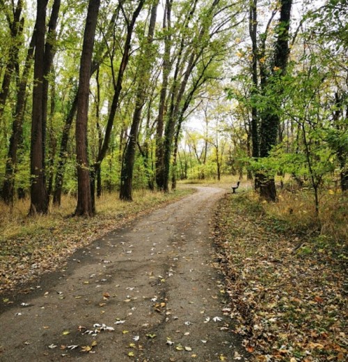 A winding path through a lush, green forest with tall trees and scattered autumn leaves.