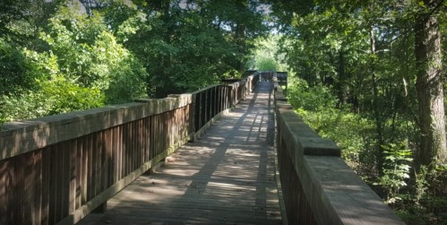 A wooden walkway through a lush green forest, with sunlight filtering through the trees.