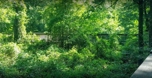 Lush green forest with a wooden bridge in the background, surrounded by dense foliage and trees.
