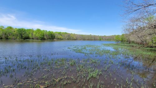 A serene lake surrounded by lush green trees and grasses under a clear blue sky.