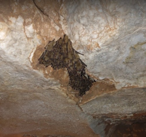 A cluster of bats hanging from a rocky cave ceiling.
