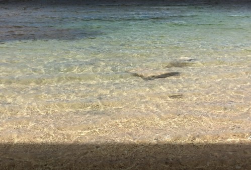 A clear, shallow ocean with gentle waves and sandy bottom, showing a shadowy figure beneath the water's surface.