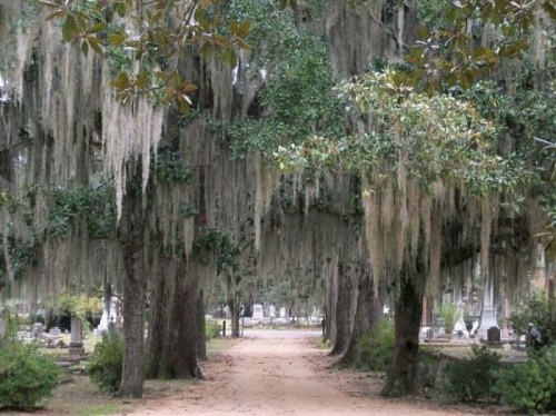 A serene path lined with trees draped in Spanish moss, leading through a quiet cemetery.