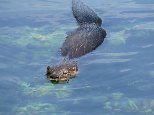 A river otter swimming in clear water, partially submerged with its head above the surface.