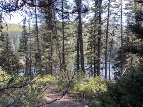 A serene forest scene with tall trees and a glimpse of a lake through the foliage. Sunlight filters through the branches.