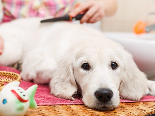 A golden retriever puppy being groomed on a pink towel, with a toy fish nearby.