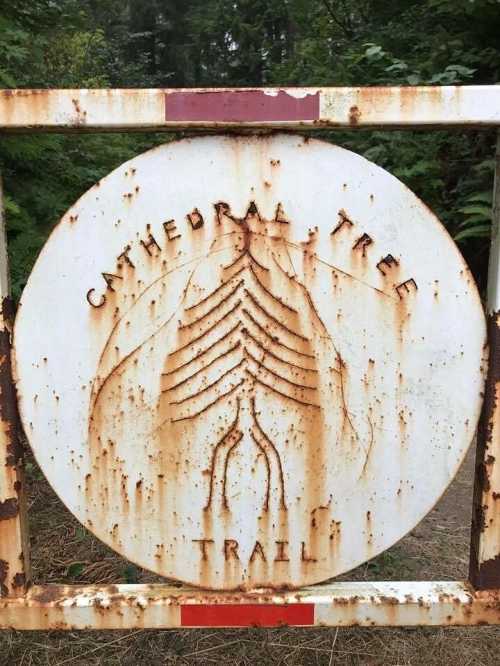 Rusty sign for "Cathedral Tree Trail" featuring a tree design, surrounded by greenery.