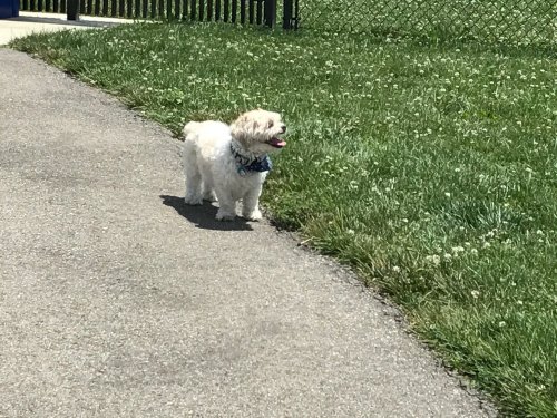 A small, fluffy white dog wearing a blue bandana stands on a path beside green grass.