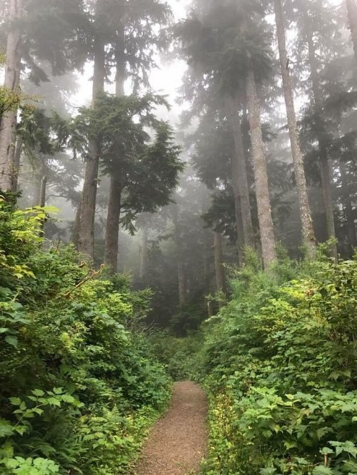 A misty forest path surrounded by tall trees and lush greenery, creating a serene and tranquil atmosphere.