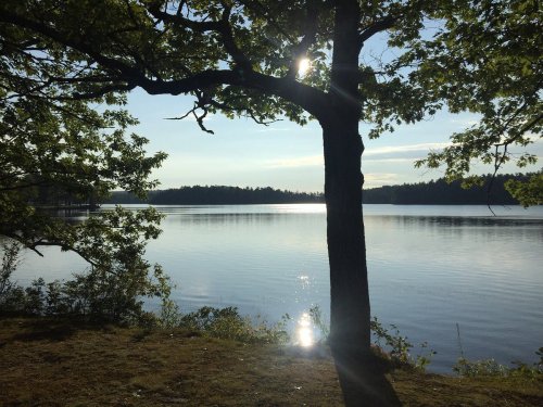 A serene lake scene with sunlight reflecting on the water, framed by a tree and lush greenery.