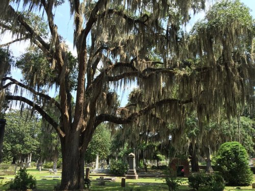 A large oak tree draped in Spanish moss stands in a serene cemetery, surrounded by gravestones and lush greenery.