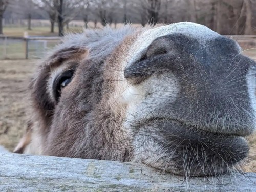 Close-up of a donkey's face resting on a wooden fence, with a blurred background of trees and grass.