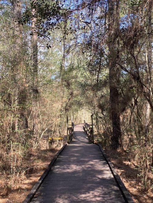 A wooden boardwalk winding through a dense forest with trees and underbrush on either side.