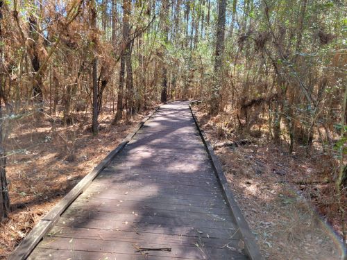 A wooden boardwalk winding through a dense, wooded area with trees and dry foliage.