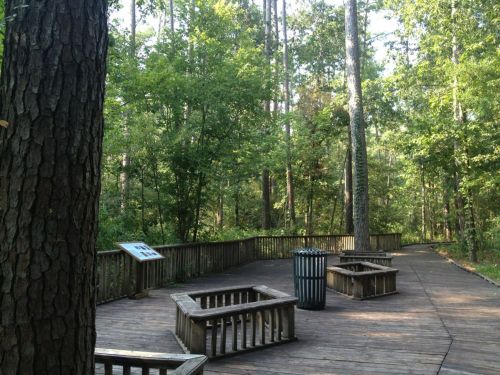 Wooden boardwalk winding through a lush green forest, with benches and a trash can visible along the path.
