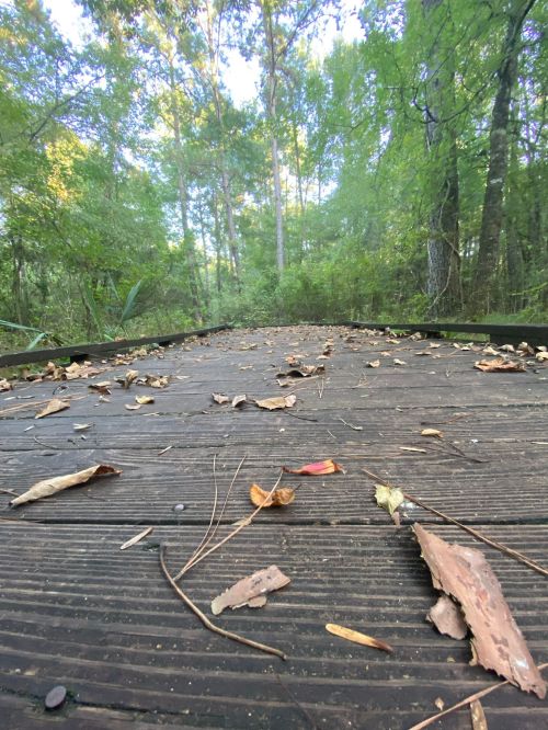 A wooden path covered with leaves, surrounded by lush green trees in a serene forest setting.