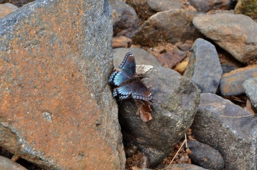 A blue butterfly perched on a rocky surface among various stones.