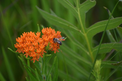 A bee pollinates vibrant orange flowers amidst lush green foliage.