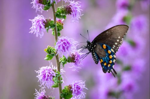 A butterfly with blue and orange spots perched on a purple flower, surrounded by a soft, blurred purple background.