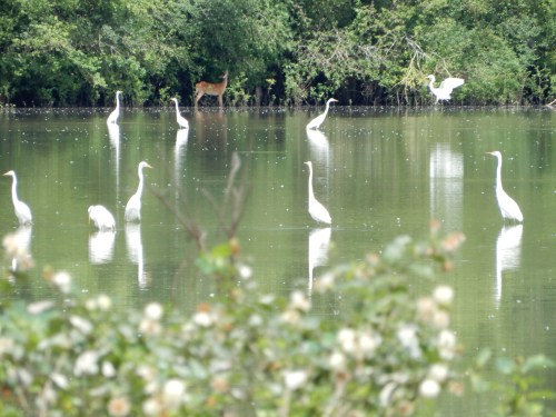 A serene scene of white herons wading in a calm pond, with a deer visible in the background among lush greenery.