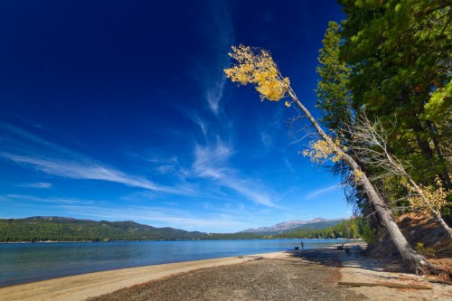 A serene lakeside scene with a leaning tree, clear blue sky, and distant mountains under soft clouds.